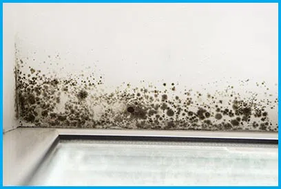 Pembroke Pines Restoration Expert Pembroke Pines, FL 954-526-1438 - content-mold