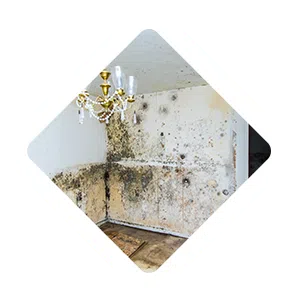 Pembroke Pines Restoration Expert, Pembroke Pines, FL 954-526-1438